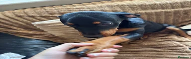 Rottweiler 1