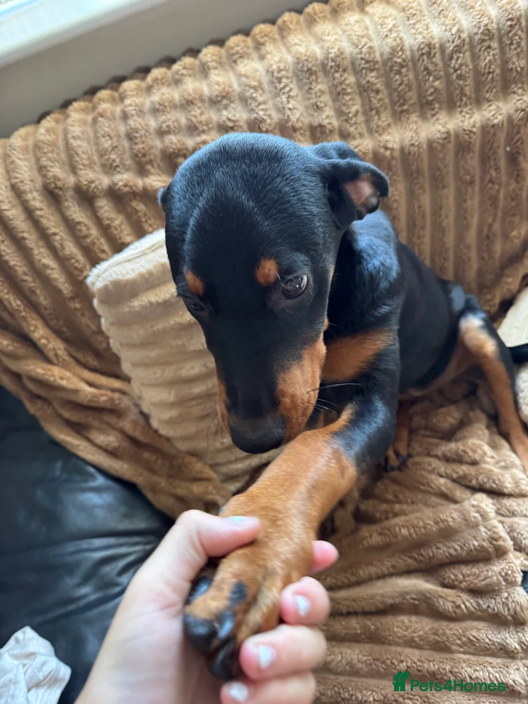 Rottweiler dogs for sale: roxie is looking for a forever in Hinckley - Advert 2
