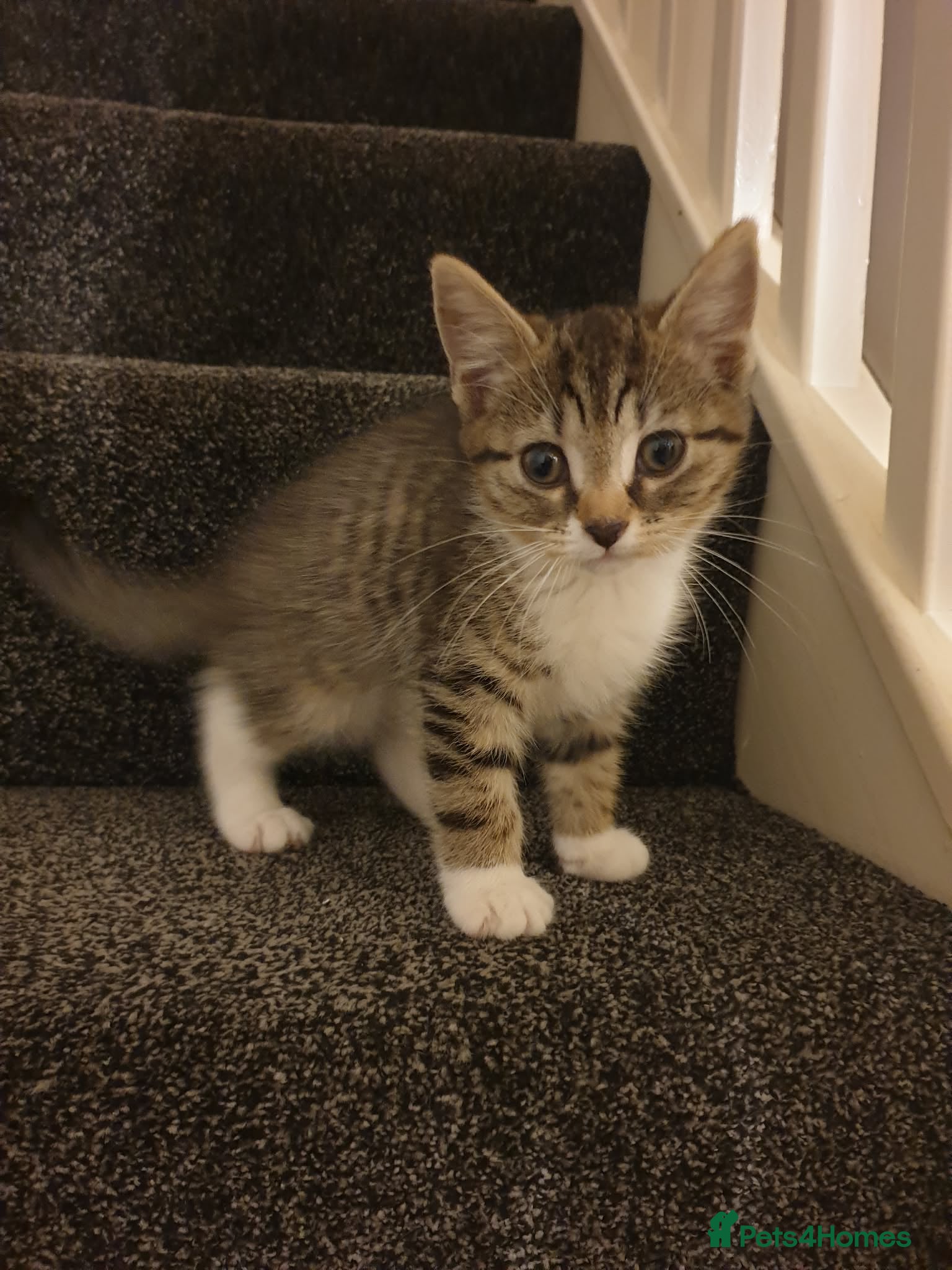 Mixed Breed cats 3 Beautiful kittens ready to leave - Advert 1