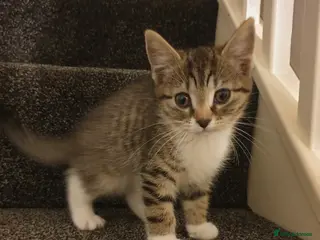 Mixed Breed cats 3 Beautiful kittens ready to leave - Advert 1