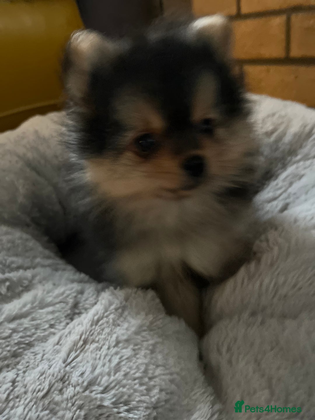 Pomeranian dogs for sale: Gorgeous miniature Pomeranian pups - Advert 12