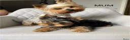 Yorkshire Terrier dogs for sale: Yorkshire Terrier male puppy - Advert 2