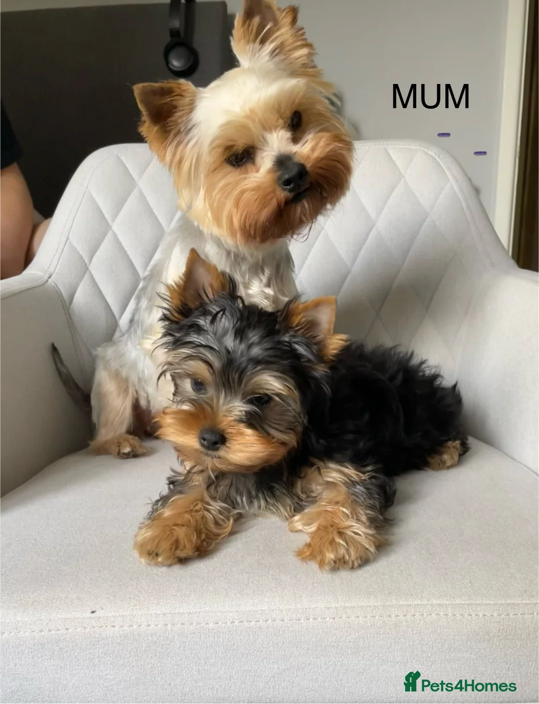 Yorkshire Terrier dogs for sale: Yorkshire Terrier male puppy - Advert 2