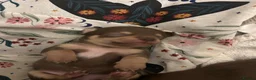 Chihuahua dogs for sale: 4 stunning chihuahua puppies  - Advert 36