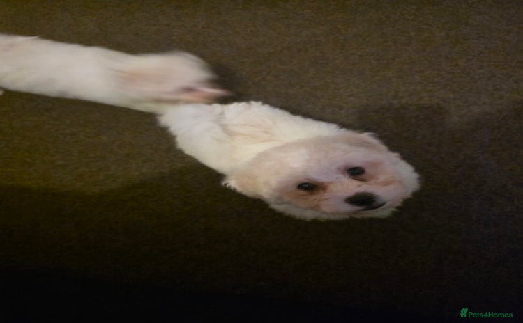 Bichon Frise dogs - Advert 2