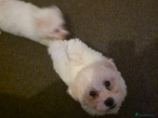 Bichon Frise dogs - Advert 3