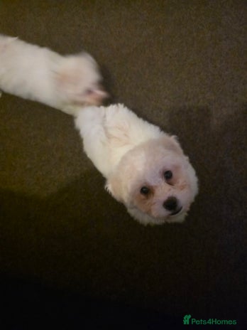 Bichon Frise dogs - Advert 1