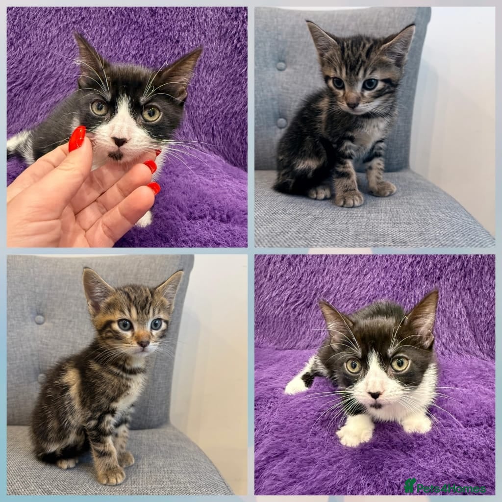Mixed Breed cats Playful kittens 🐱 🩷9 weeks  - Advert 12