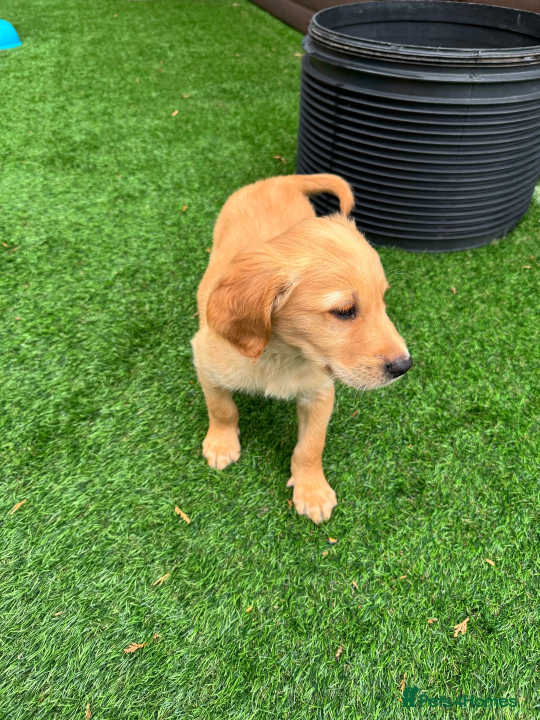 Golden Retriever dogs for sale: Last Stunning Male Pup Health Tested Parents  - Image 30
