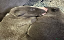 Whippet dogs for sale: Whippet Puppies  - Advert 3