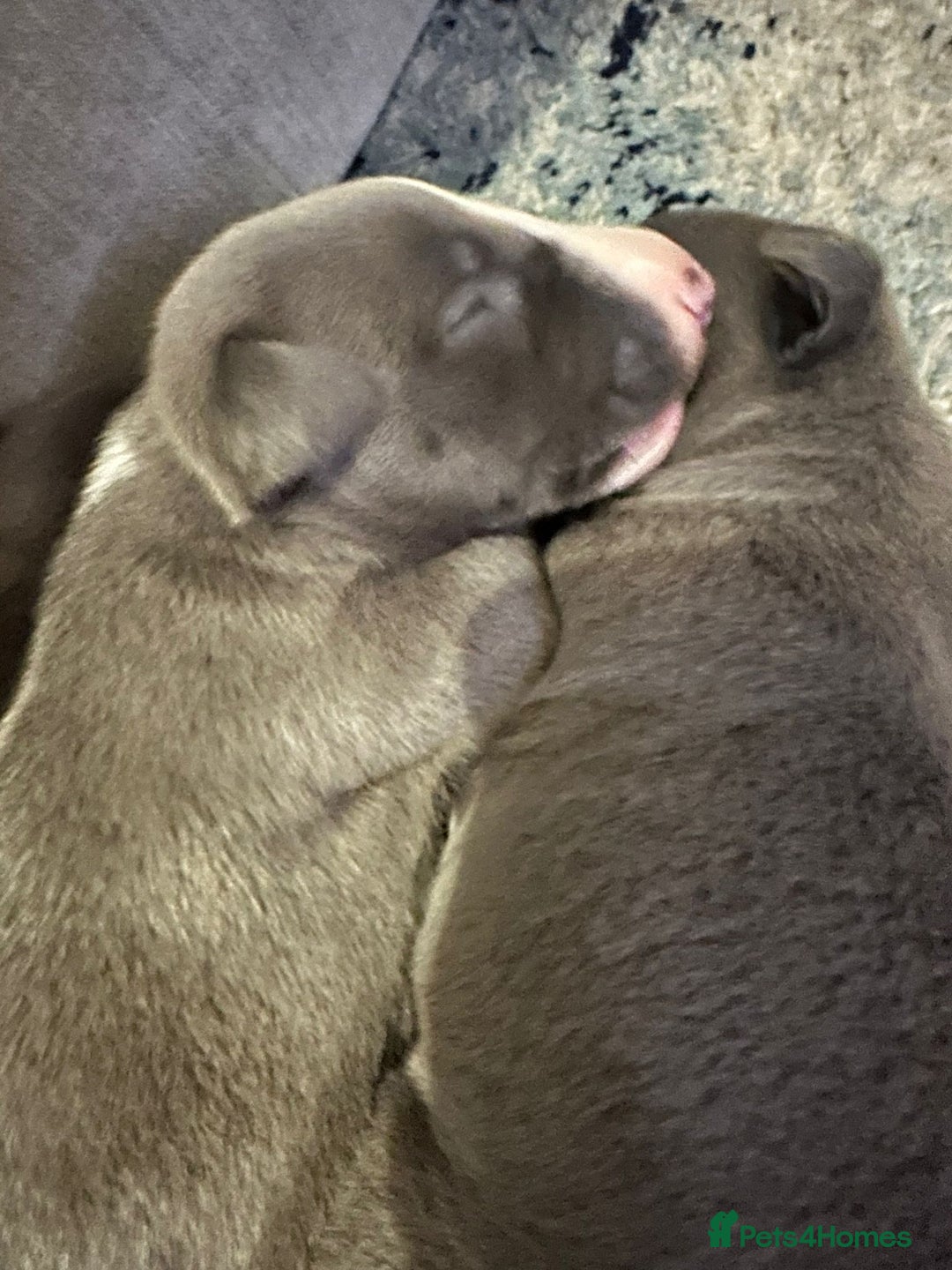 Whippet dogs for sale: Whippet Puppies  - Advert 3