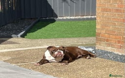 English Bulldog dogs for sale: Female English Bulldog For Sale  - Advert 3