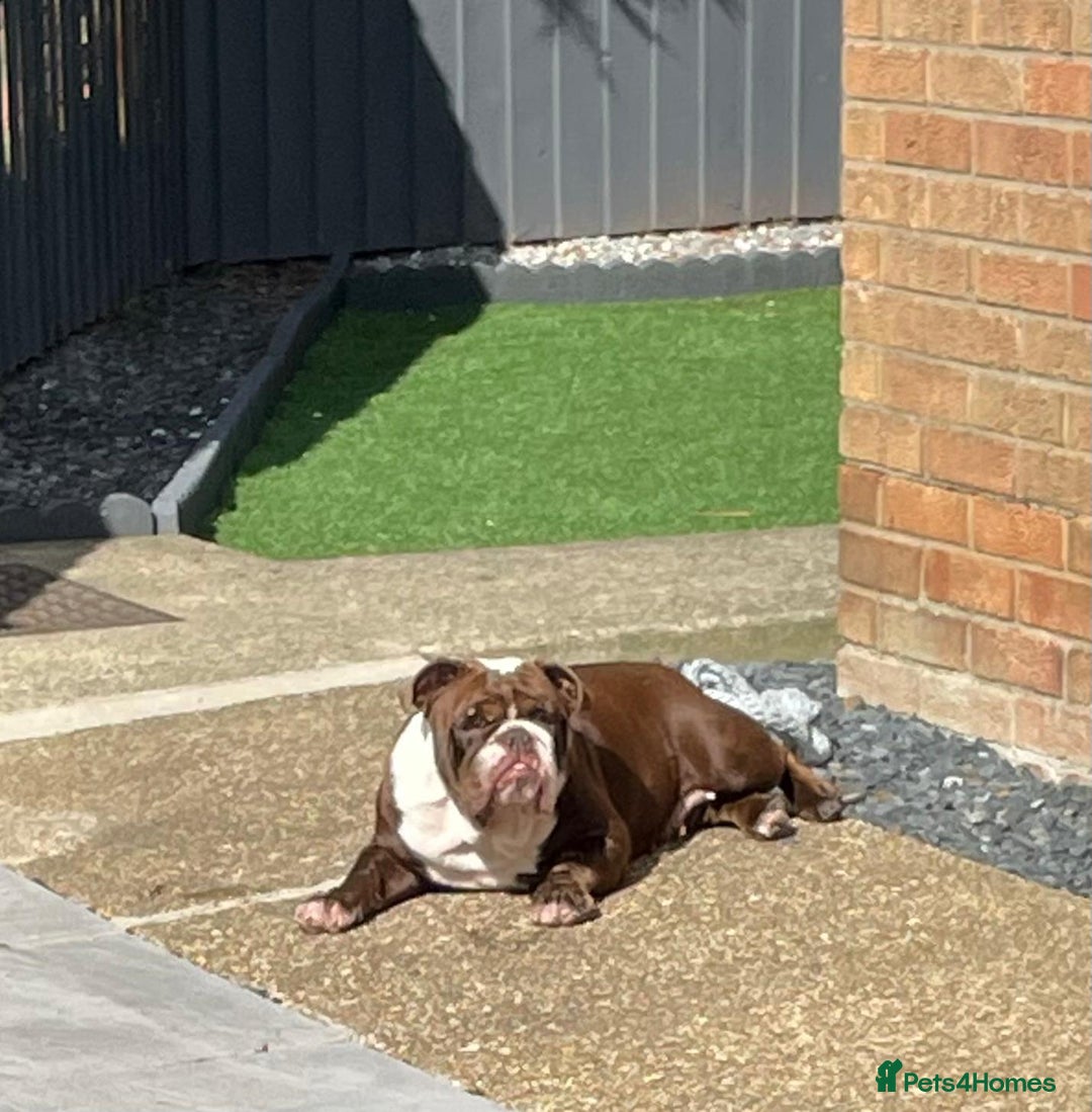 English Bulldog dogs for sale: Female English Bulldog For Sale  - Advert 3