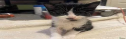 Mixed Breed cats for sale: Kittens ready  in Swansea - Advert 19