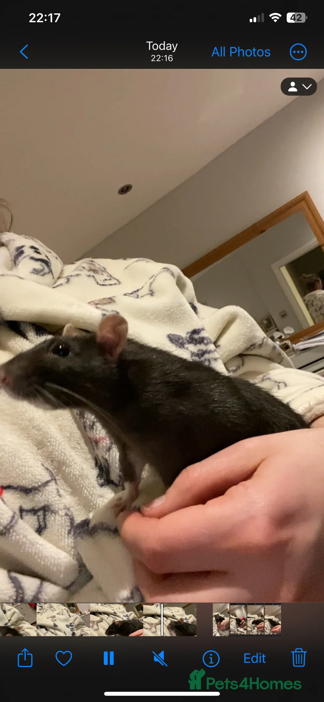 Rat rodents for sale: Natalie needs a new home  - Advert 3