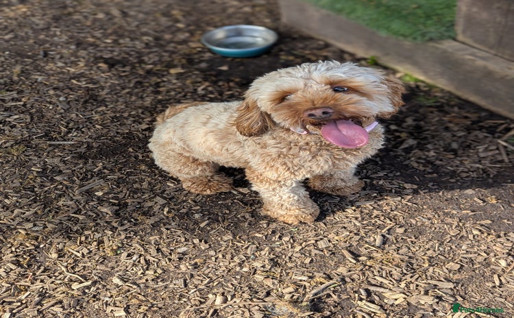 Cockapoo dogs in Hyde - Advert 5