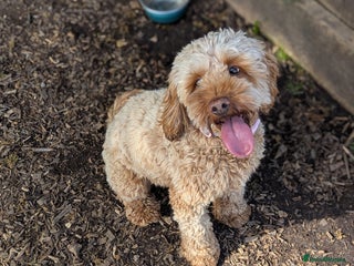 Cockapoo dogs in Hyde - Advert 14