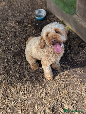 Cockapoo dogs in Hyde - Advert 8