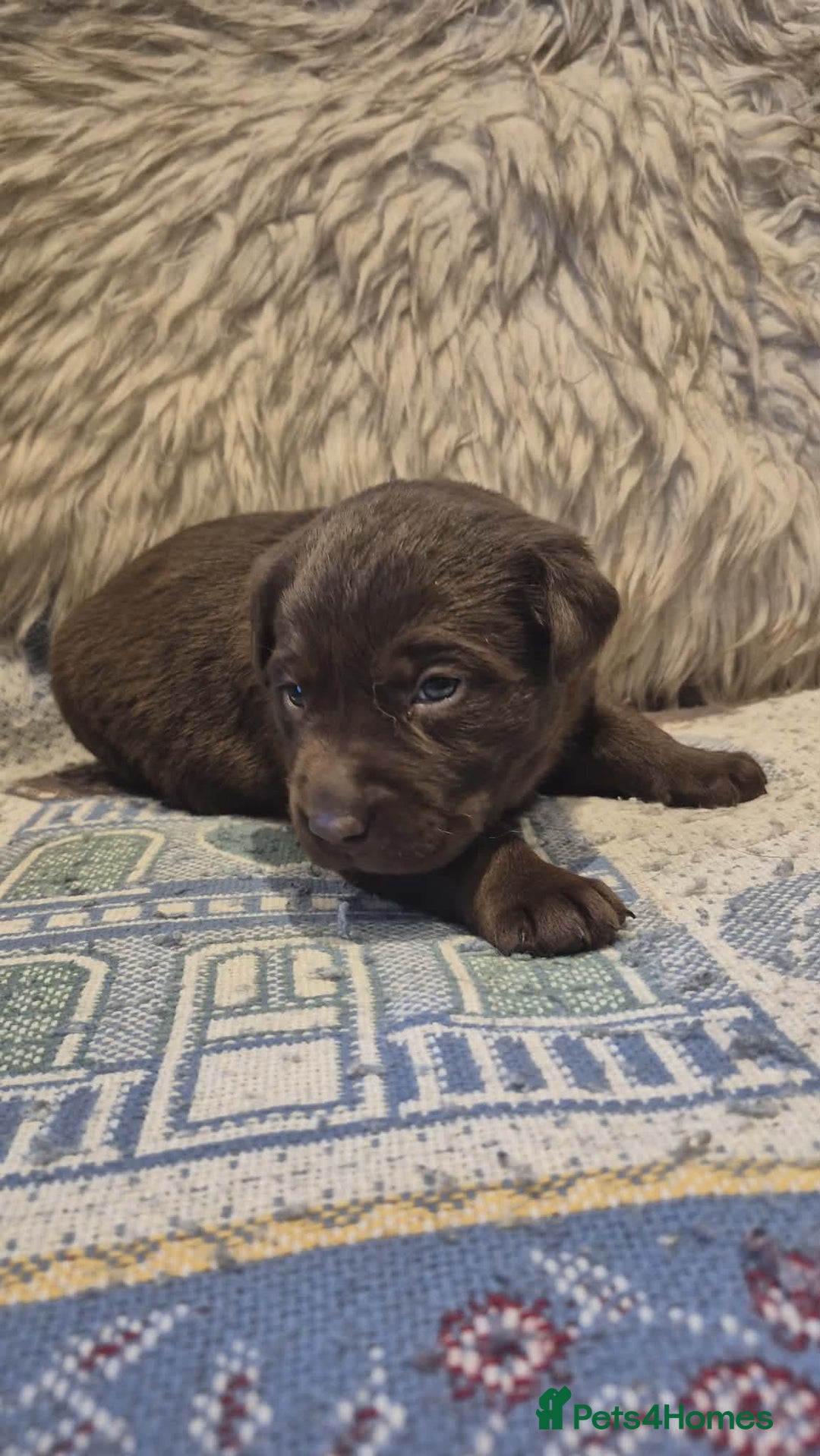 Labrador Retriever dogs for sale: 🤎 Chocolate Labrador Boys Ready Soon. - Advert 6