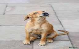Mixed Breed dogs for adoption: Soft sweet Sophia - Image 6