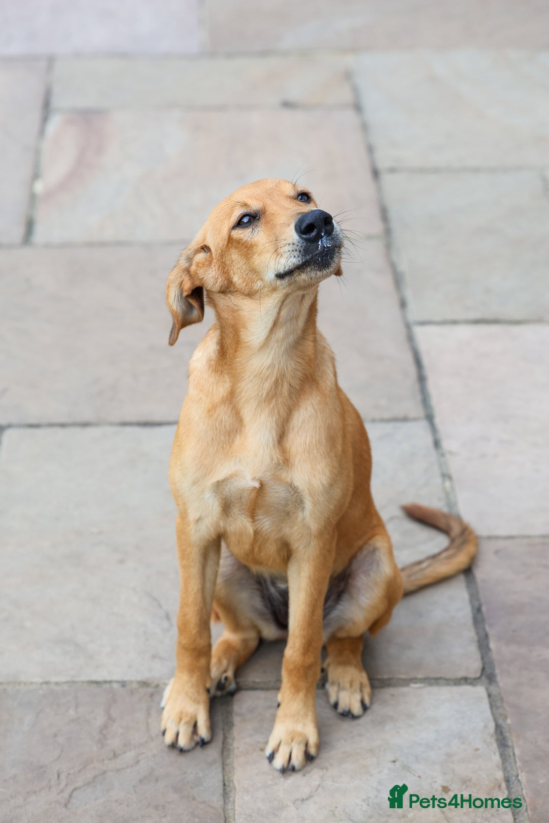 Mixed Breed dogs for adoption: Soft sweet Sophia - Image 6