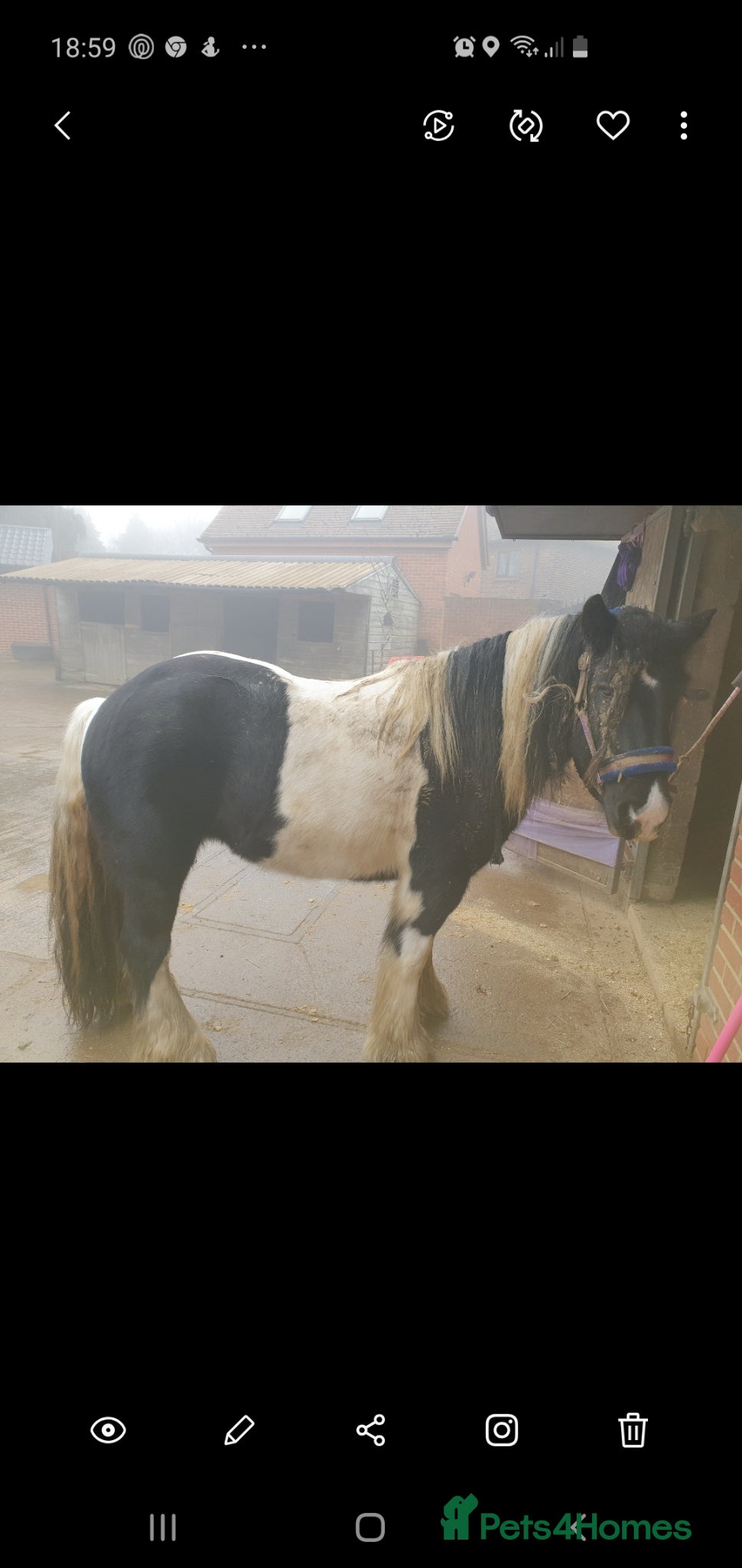 Irish Cob horses for sale: Beautiful Lexi in Gravesend - Advert 9