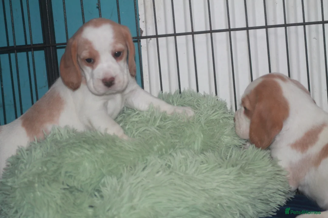 Beagle dogs for sale: KENNEL CLUB REGISTRED BEAGLE PUPPIES - Advert 5