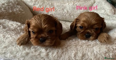 Cavalier King Charles Spaniel dogs - Advert 3