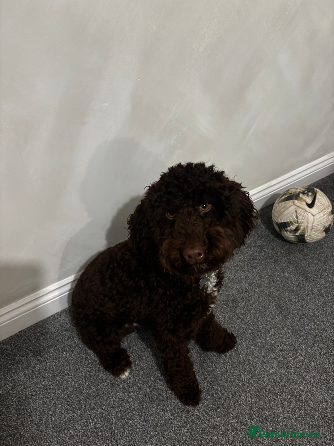 Cockapoo dogs for sale: Male cockapoo - Advert 4