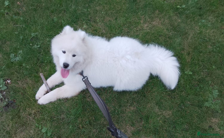 Samoyed dogs 🐾 Beautiful KC Registered Samoyed – 7 Months Old - Advert 7