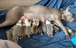 American Bull Staffy dogs for sale: For sale - Image 2