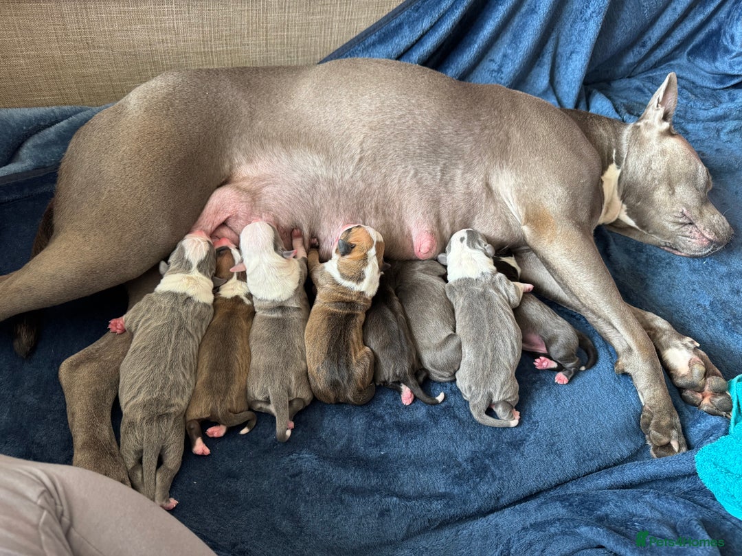 American Bull Staffy dogs for sale: For sale - Image 2