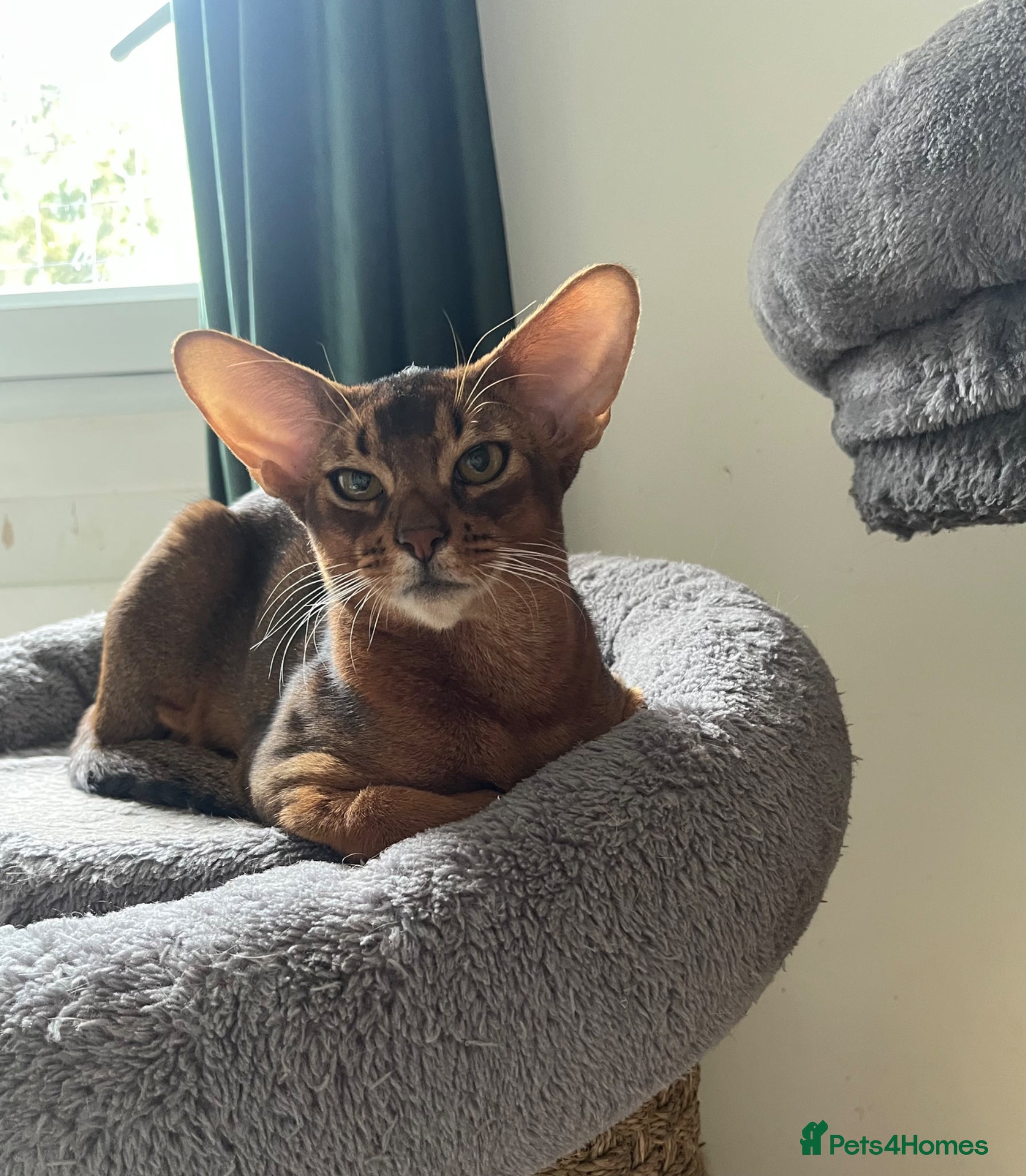 Abyssinian cats Beautiful Abyssinian cats - Advert 3