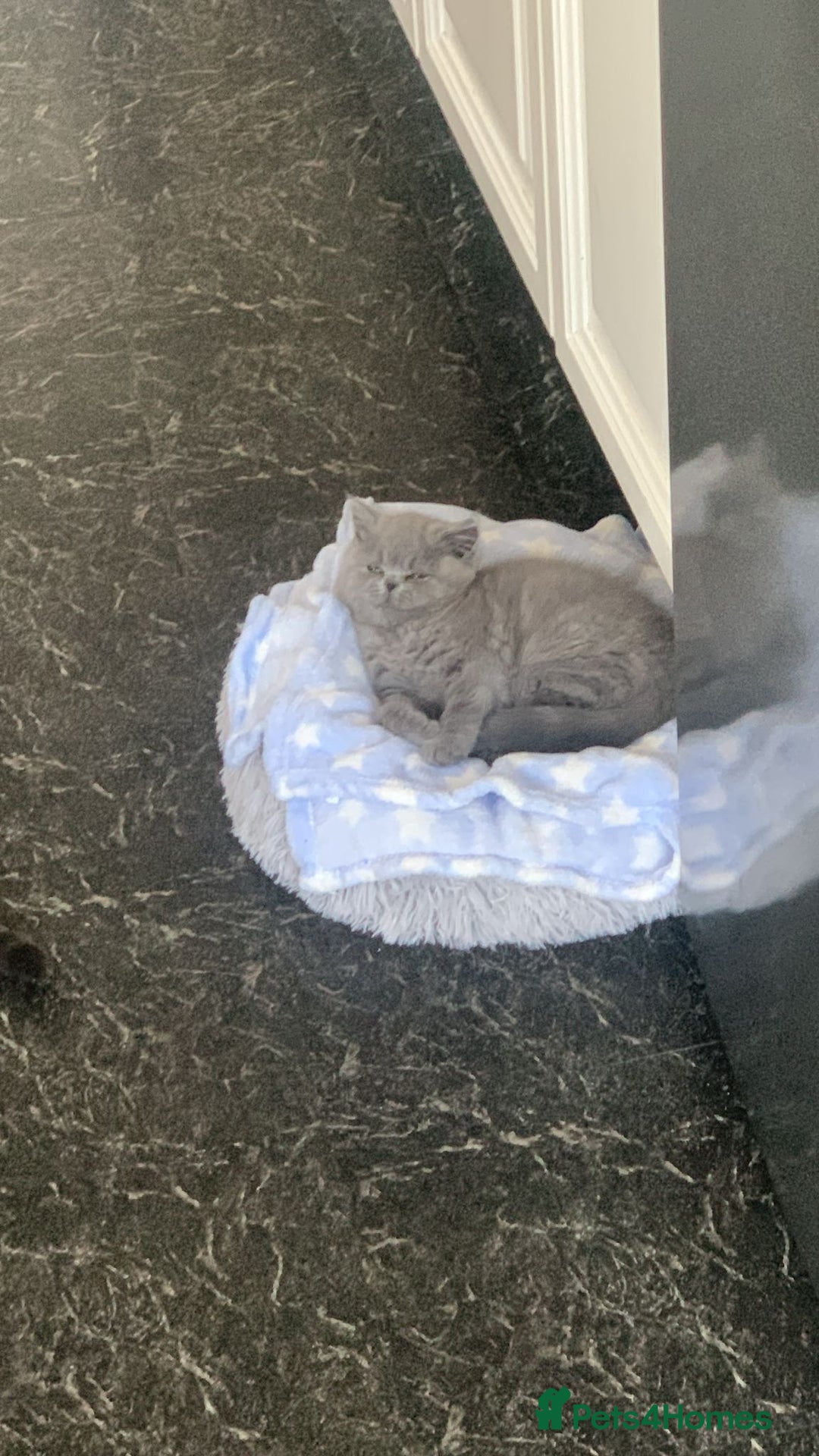 British Shorthair cats for sale: Blue British shorthair male - Image 2