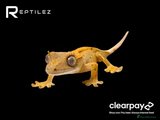 Gecko reptiles GECKO BABIES - Advert 1