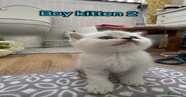 Scottish Fold cats - Advert 1