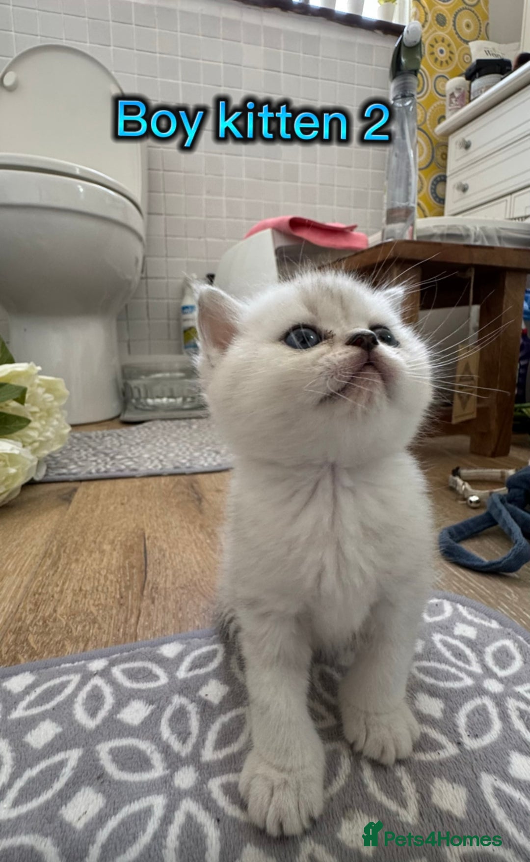 Scottish Fold cats for sale: 4 Scottish Straight Boys  - Image 3