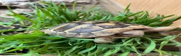 Tortoise reptiles for sale: Various Tortoises At Urban Exotics - Advert 15