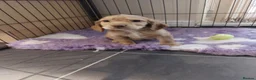 Cocker Spaniel dogs for sale: Health tested working cocker spaniels  - Advert 15