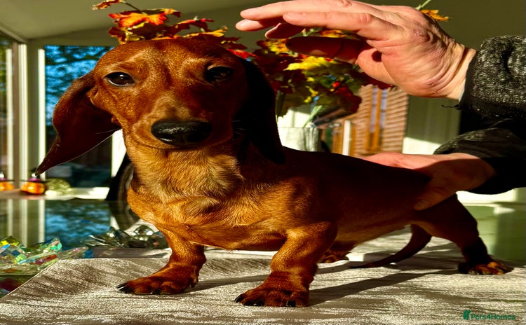 Miniature Dachshund dogs Archie: The Puppy Who Survived a Breeder’s Hell - Advert 2