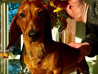 Miniature Dachshund dogs Archie: The Puppy Who Survived a Breeder’s Hell - Advert 3