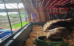 Guinea Pig rodents for sale: 4 friendly male boars looking for a new home - Image 3