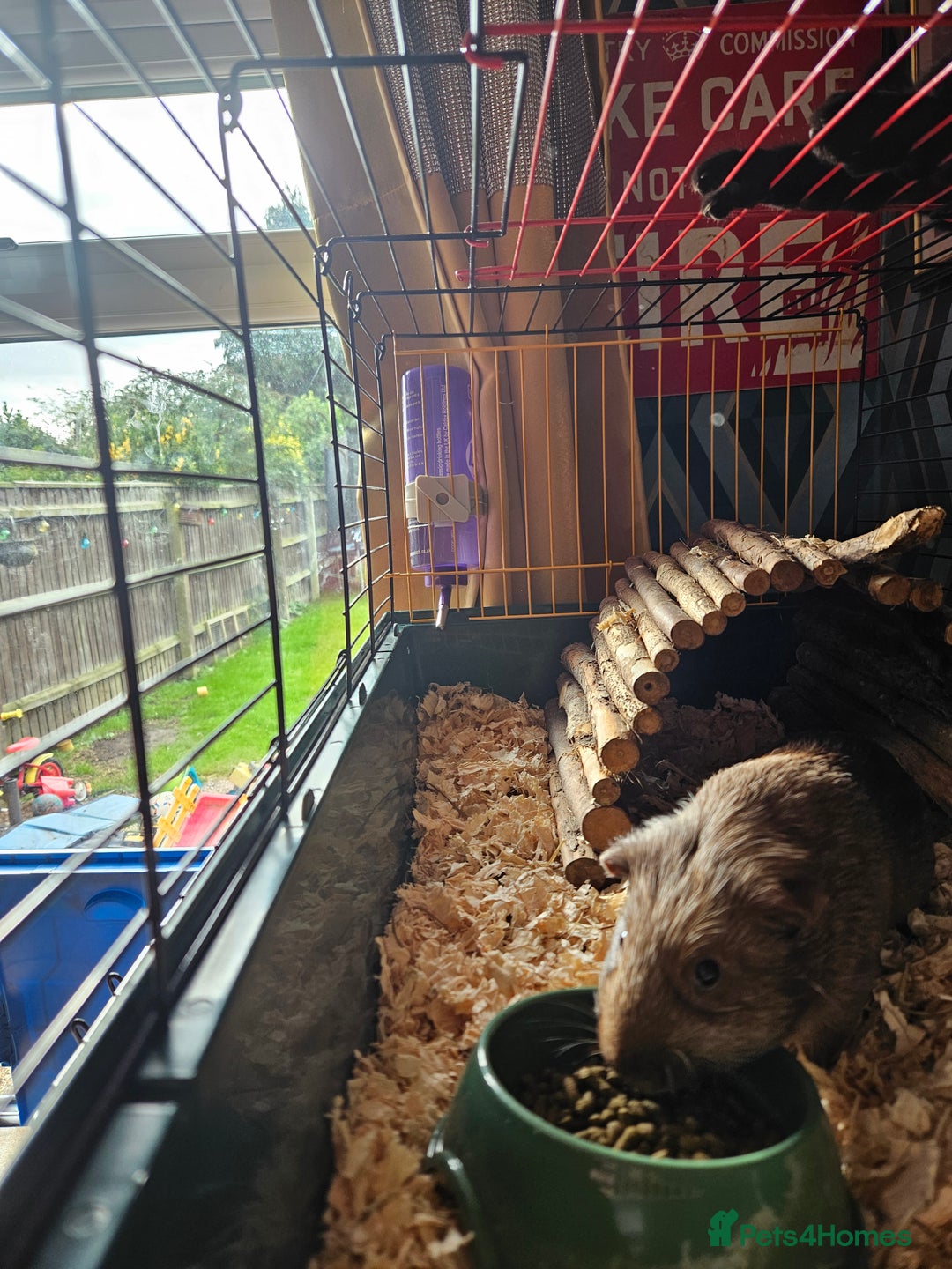 Guinea Pig rodents for sale: 4 friendly male boars looking for a new home - Image 3