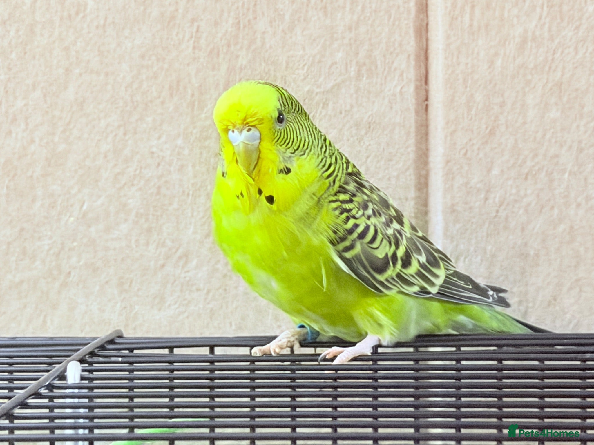 Budgerigars birds Beautiful ECB split bf budgies available  - Advert 2
