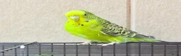 Budgerigars birds for sale: Beautiful budgies available  - Advert 7