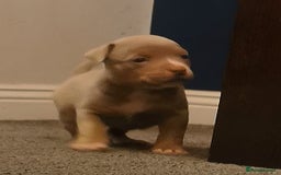 American Bully dogs for sale: Beautiful Pocket Bully Puppies - Home Raised - Advert 4