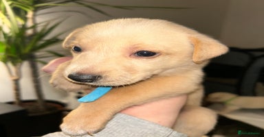 Lurcher dogs - Advert 9