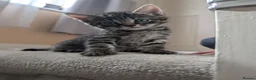 Mixed Breed cats for sale: Kittens Looking for Loving Homes  - Advert 8
