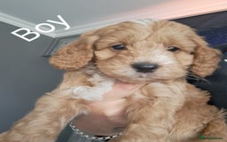 Cockapoo dogs for sale: Beautiful toy cockapoos - Image 5