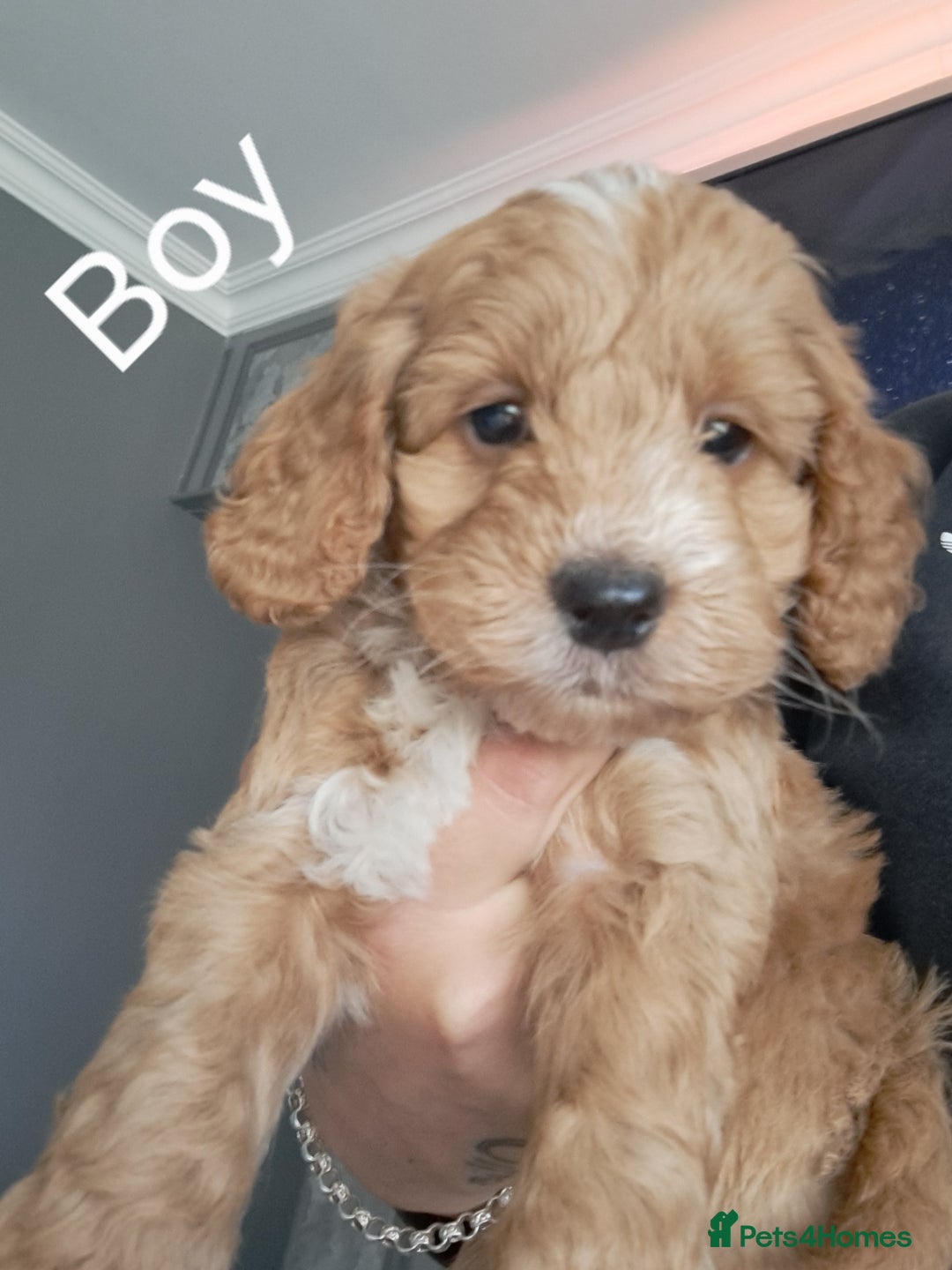 Cockapoo dogs for sale: Beautiful toy cockapoos - Image 5